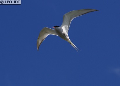 Sterne arctique