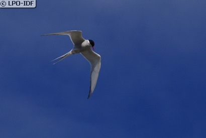 Sterne arctique