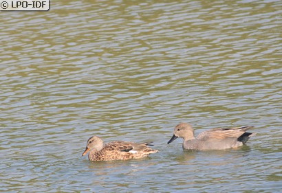 Canard chipeau