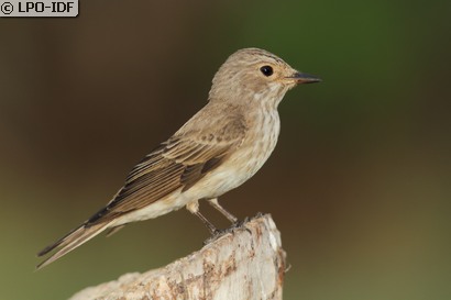 Gobemouche gris