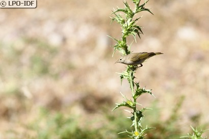Pouillot de Bonelli