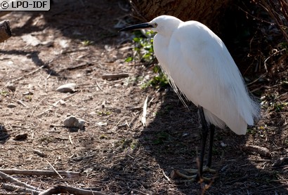 Aigrette garzette