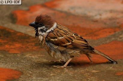 Moineau friquet