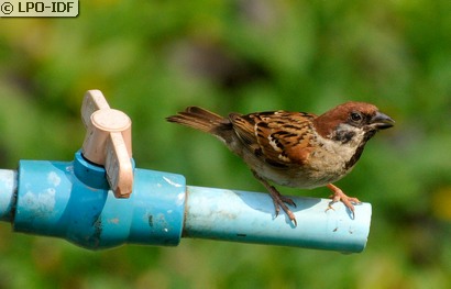 Moineau friquet
