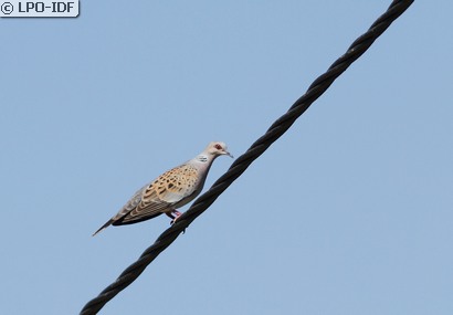 Tourterelle des bois