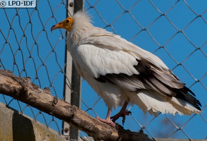 Vautour percnoptère