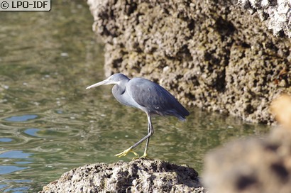 Aigrette des récifs