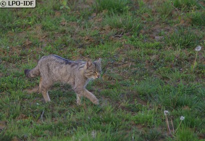 Chat sauvage