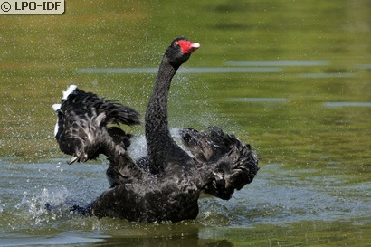 Cygne noir
