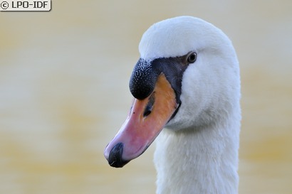 Cygne tuberculé