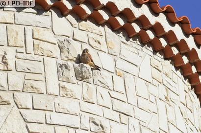 Faucon crécerelle