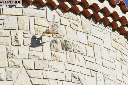 Faucon crécerelle