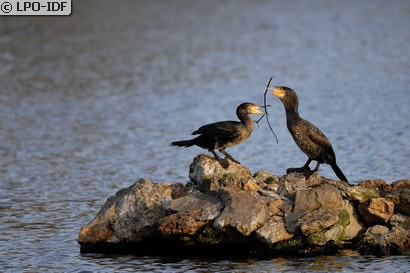 Grand Cormoran