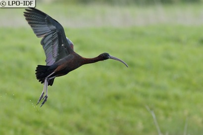 Ibis falcinelle