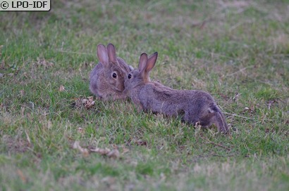 Lapin de garenne