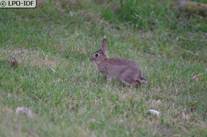 Lapin de garenne