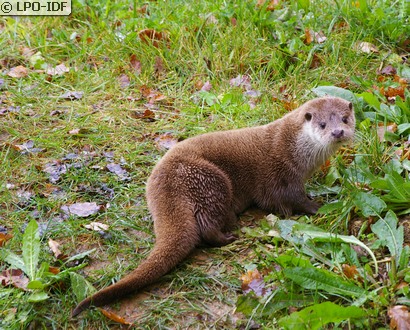 Loutre commune