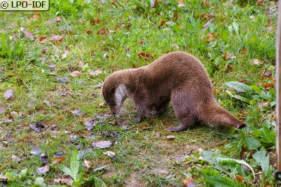 Loutre commune