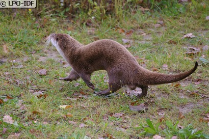 Loutre commune
