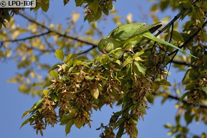 Perruche à collier