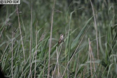 Phragmite des joncs