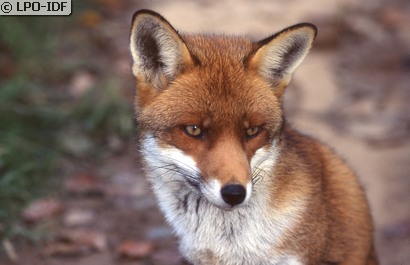 Renard roux