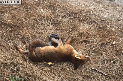 Renard roux