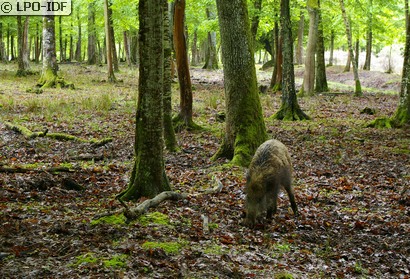 Sanglier