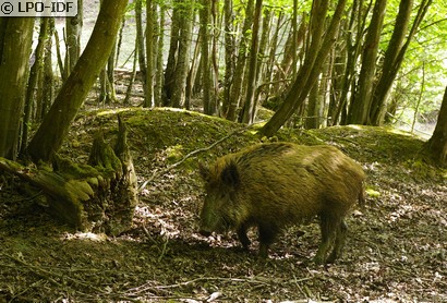 Sanglier