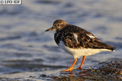 Tournepierre à collier