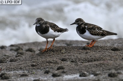 Tournepierre à collier