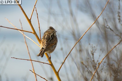 Bruant des roseaux