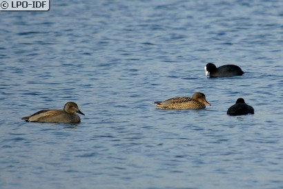 Canard chipeau