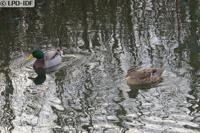 Canard colvert