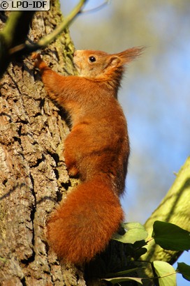 Ecureuil roux