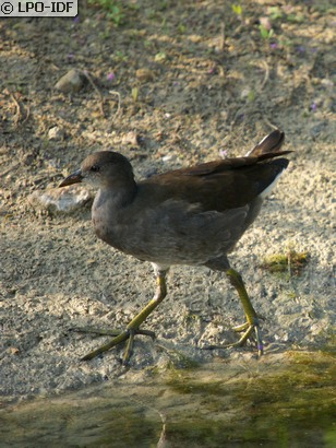 Gallinule poule-d'eau
