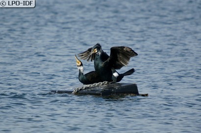 Grand Cormoran