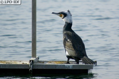 Grand Cormoran
