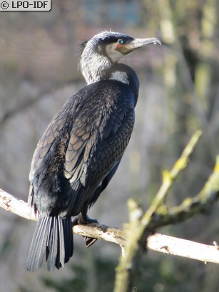 Grand Cormoran