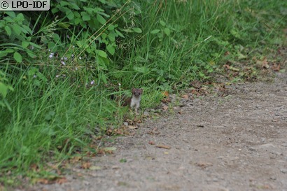 Hermine