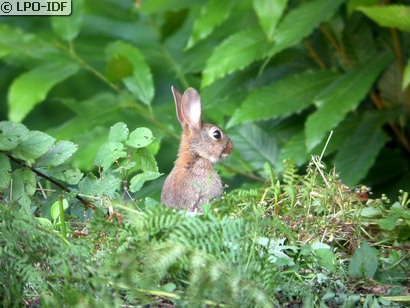 Lapin de garenne