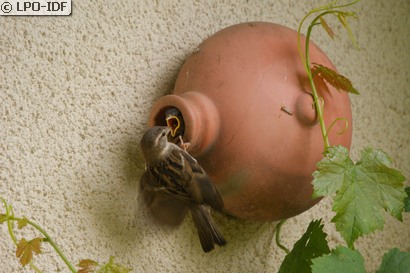 Moineau domestique