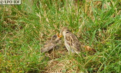 Moineau domestique