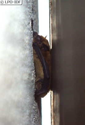 Pipistrelle commune