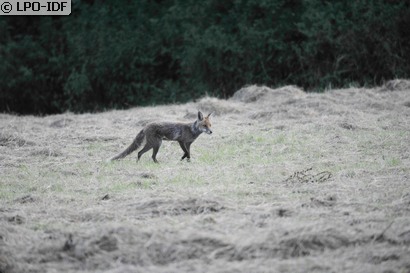 Renard roux