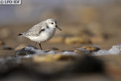 Bécasseau sanderling