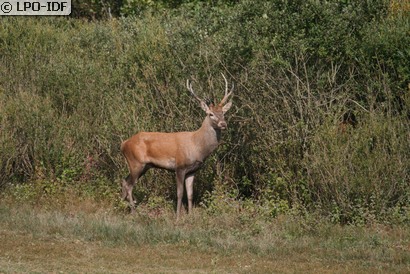 Cerf élaphe