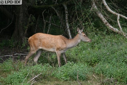 Cerf élaphe