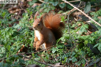 Ecureuil roux