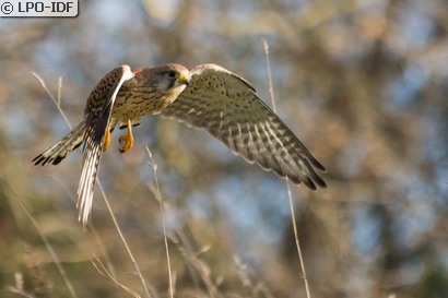 Faucon crécerelle